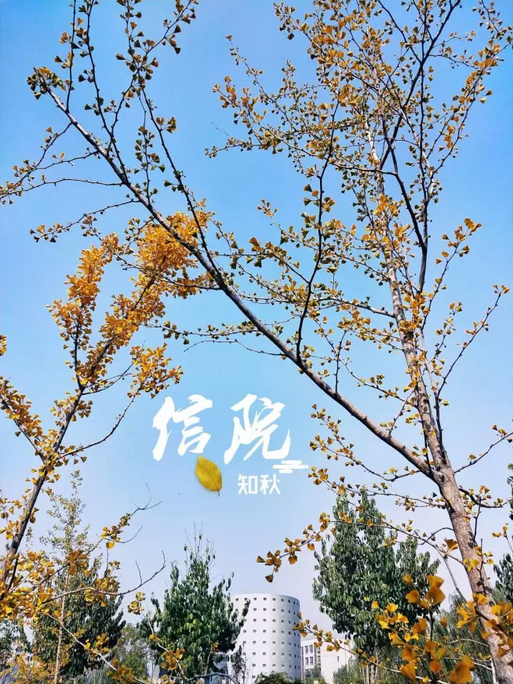 请你到信院的“秋”里来