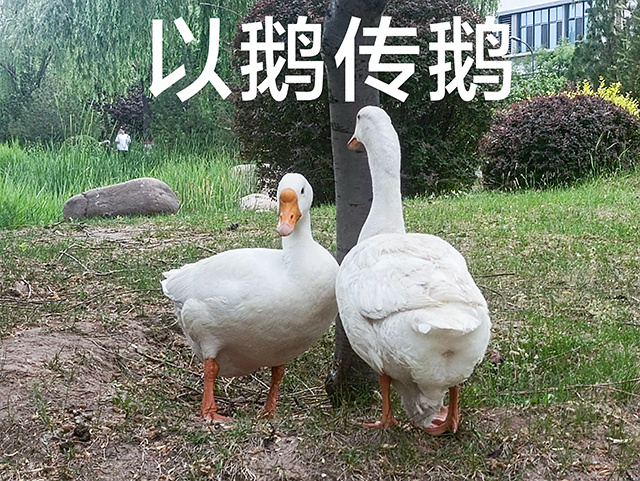 “嗨”翻校园的新世界2048校园幻想节,如此惊艳!